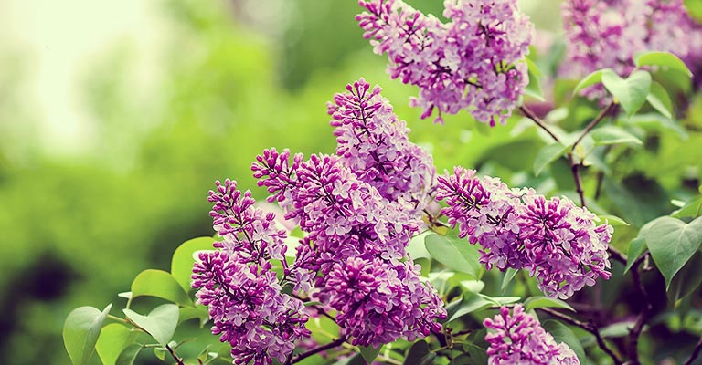 How to plant and care for your lilac