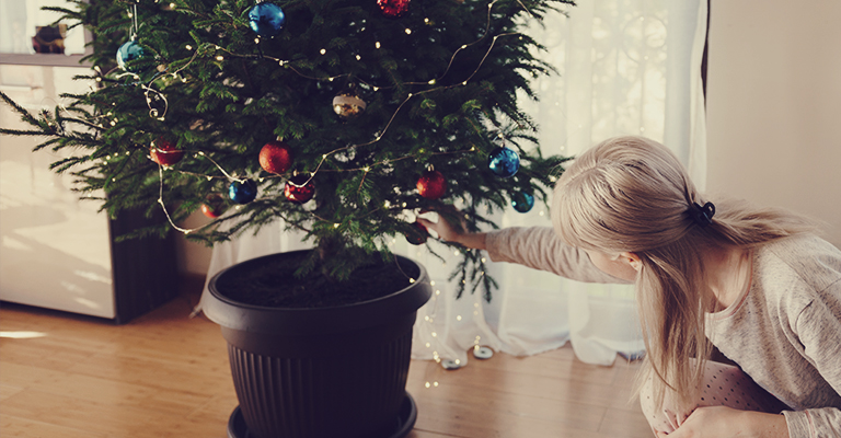 Neuf conseils pour replanter son sapin de Noël en pot